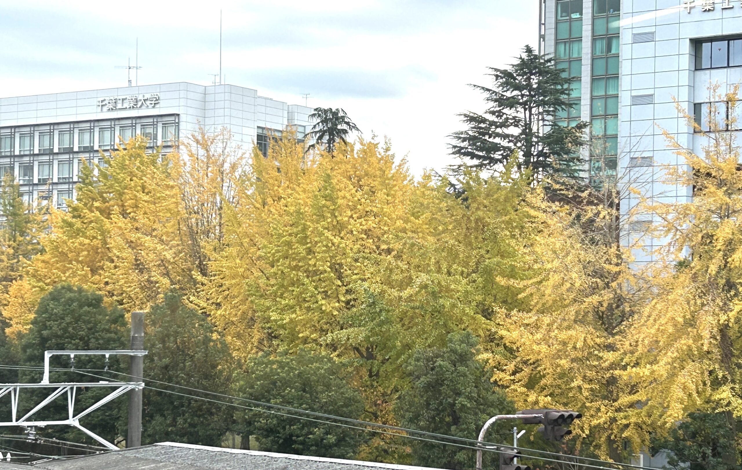 津田沼駅南口の銀杏並木