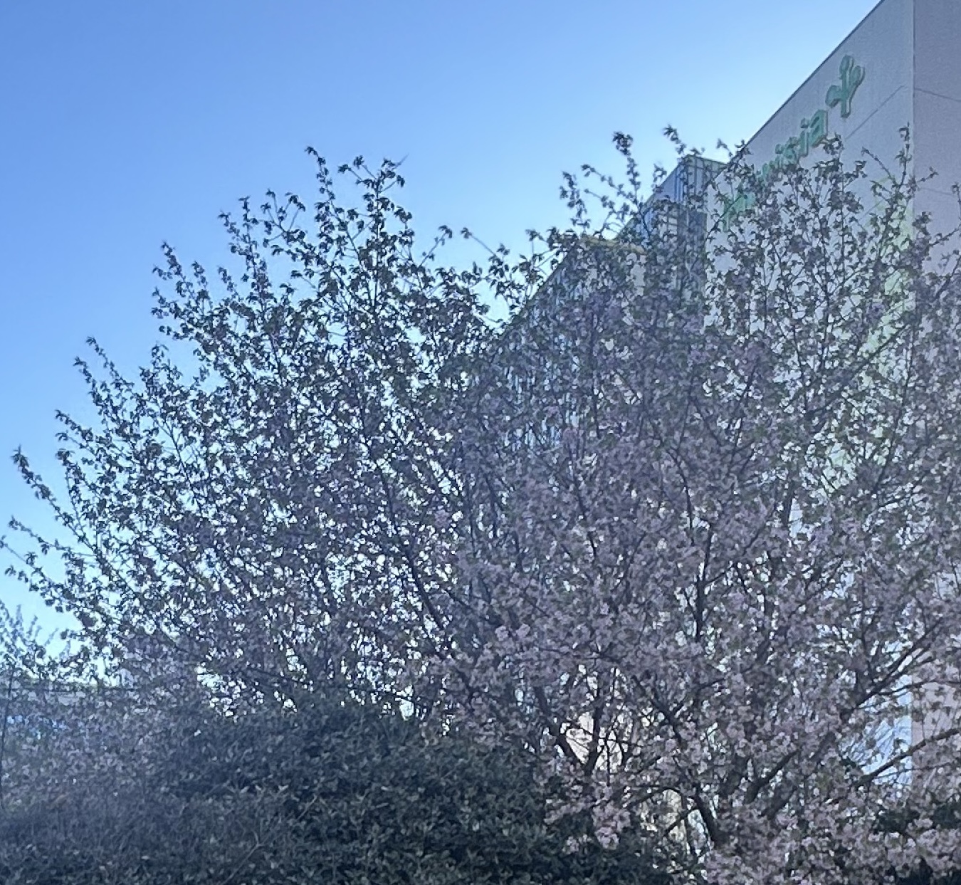 何の花・・？？