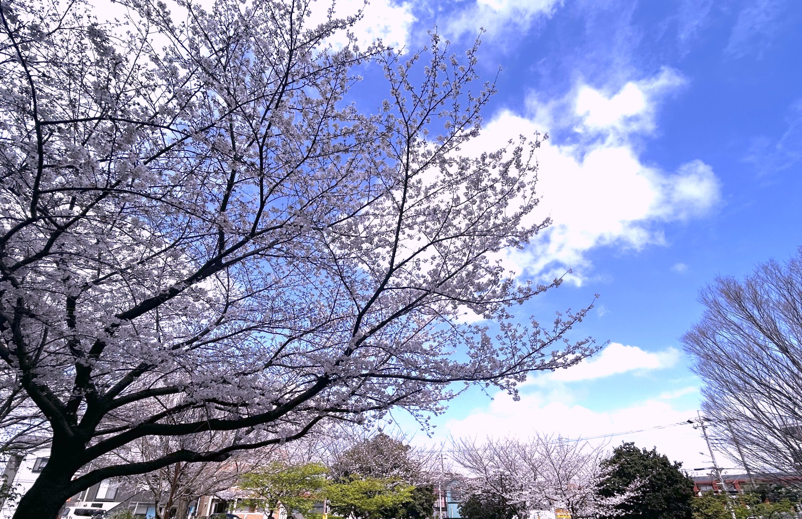 春が来た、イオンモール津田沼Southも来た！