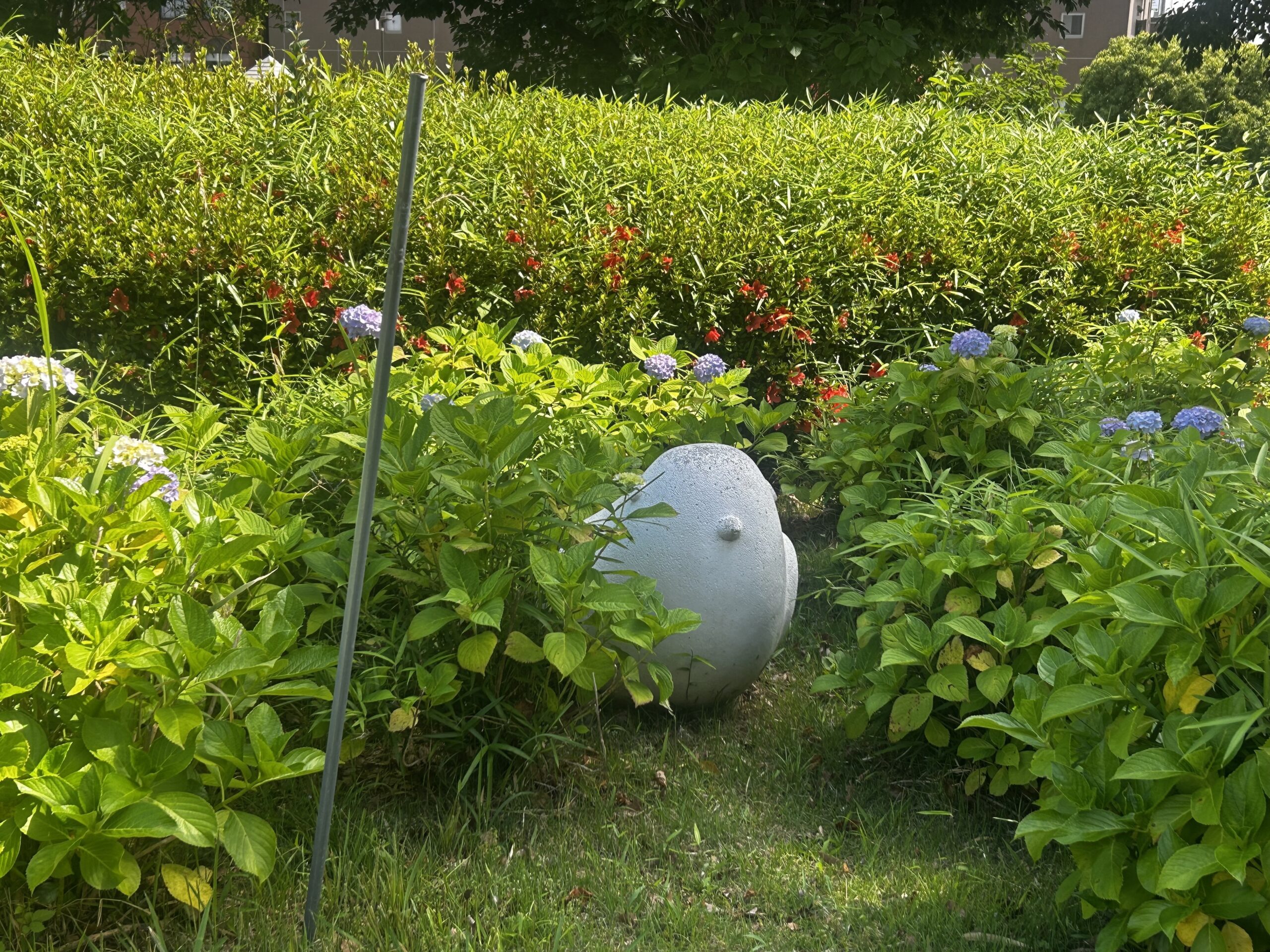 梅雨入りはいつ頃・・？？