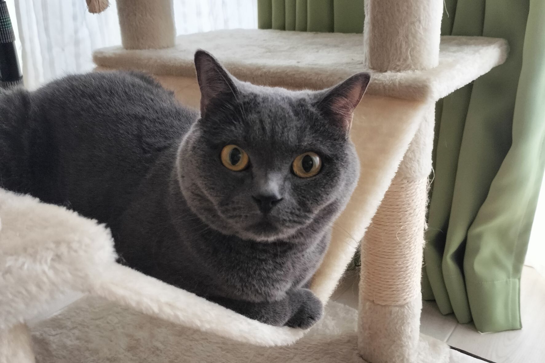 愛猫たちの紹介