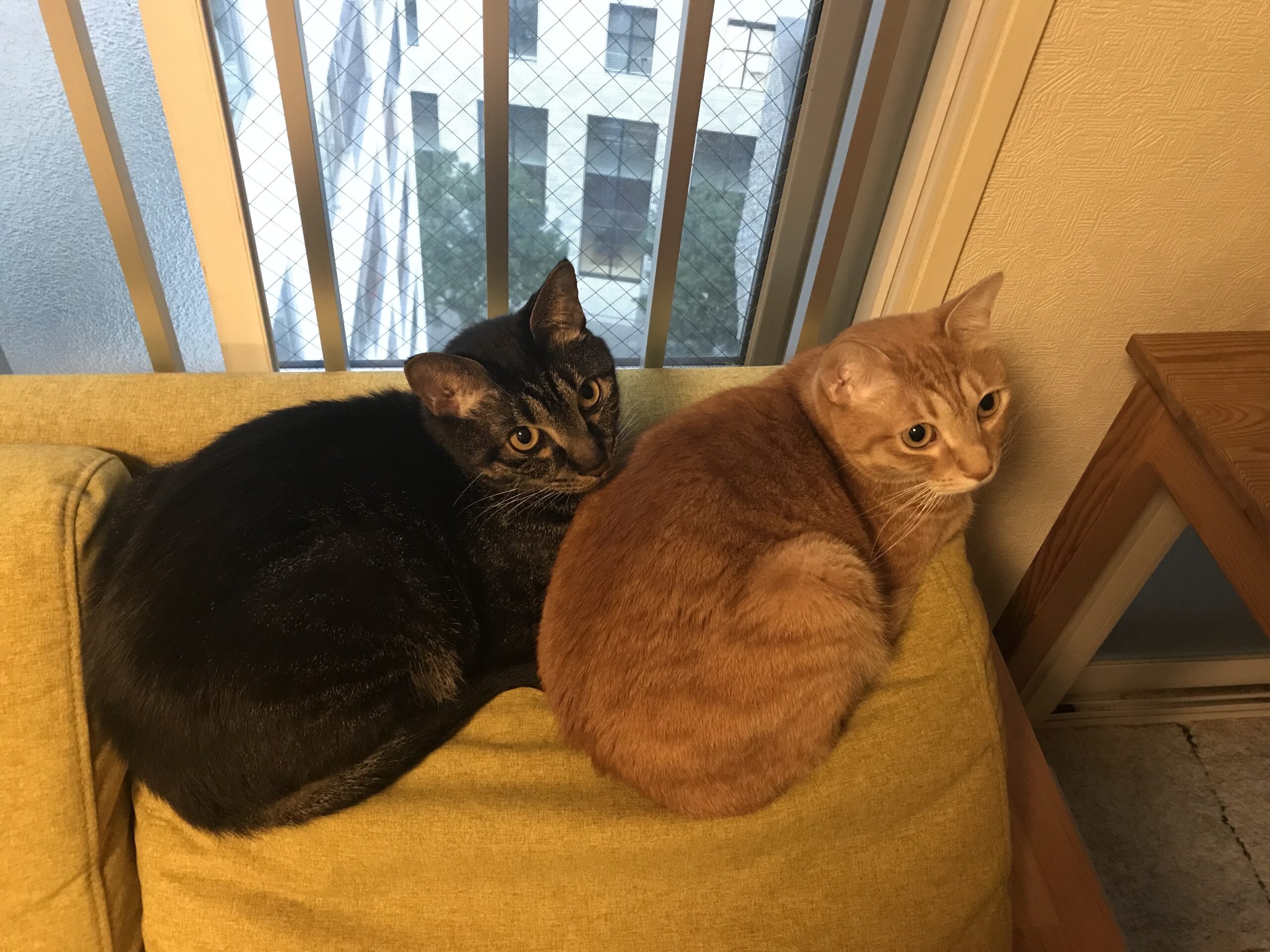 猫に癒されています